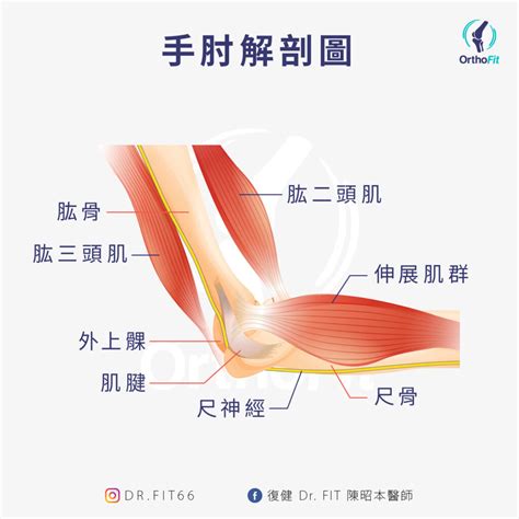 手肘長毛